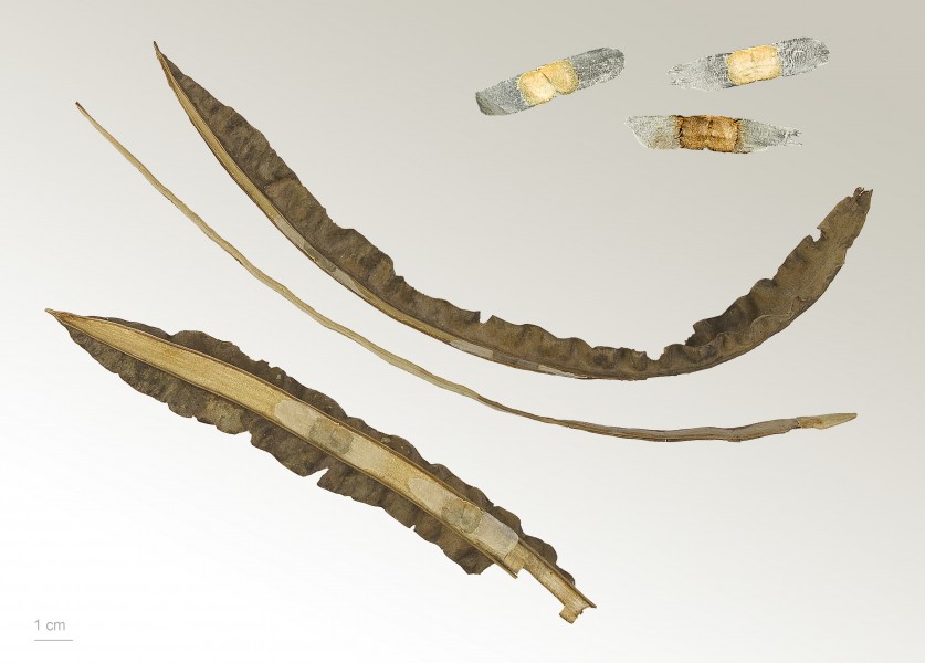 Tabebuia sp. MHNT.BOT.2009.7.18