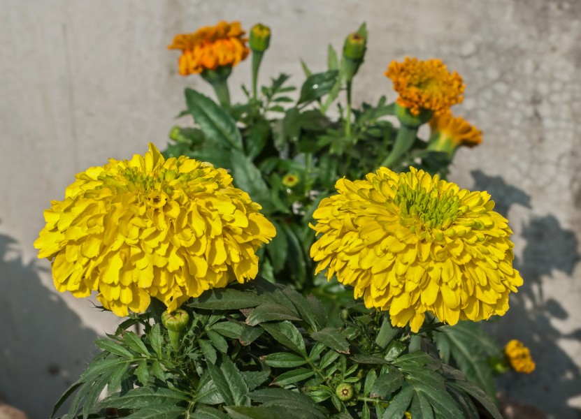 Tagetes erecta 23122014 (4)