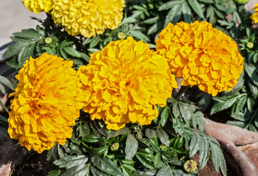 Tagetes erecta 30012013