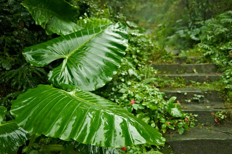 Taiwan 2009 JinGuaShi Historic Gold Mine Abandoned Trail Giant Taro Elephant Ear Taro FRD 8760
