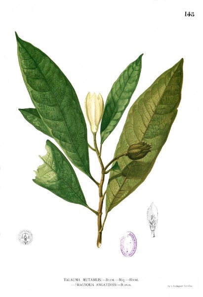 Talauma angatensis Blanco1.148