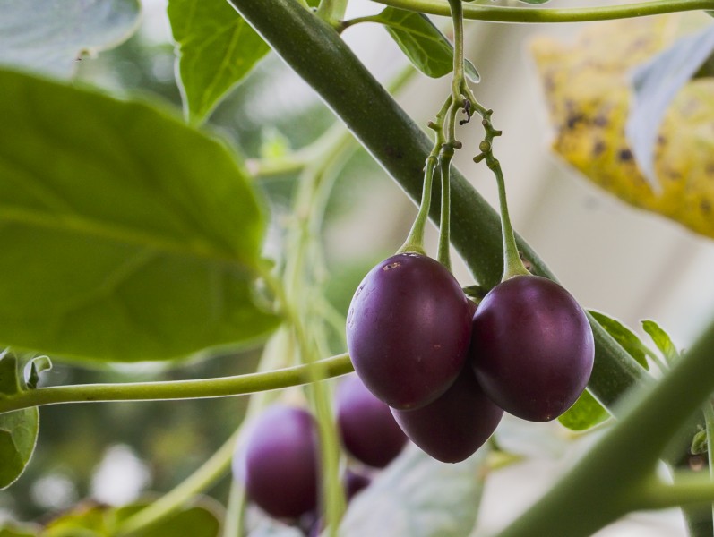Tamarillo (Solanum betaceum), Jardín Botánico de Múnich, Alemania, 2013-01-27, DD 02