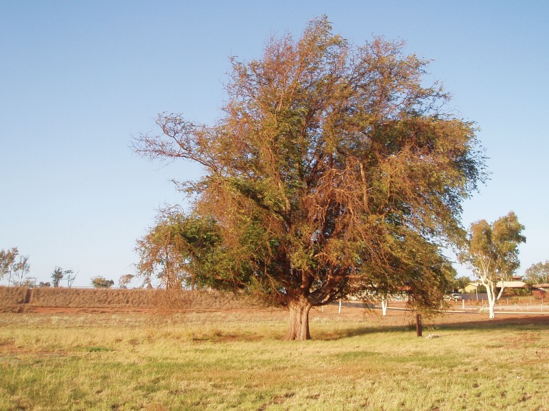 Tamarind-Dost-Mahomet