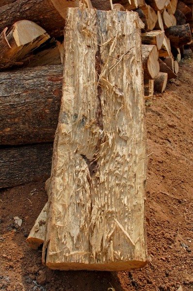 Tamarind wood stem