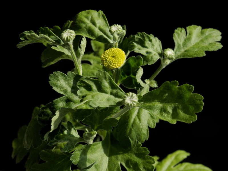 Tanacetum parthenium Golden Ball20170822 9815