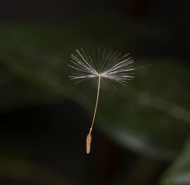 Taraxacum sect. Ruderalia MHNT