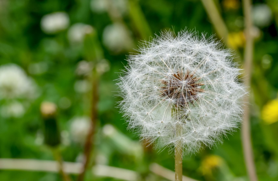 Taraxacum seed head, Nagai park, Osaka