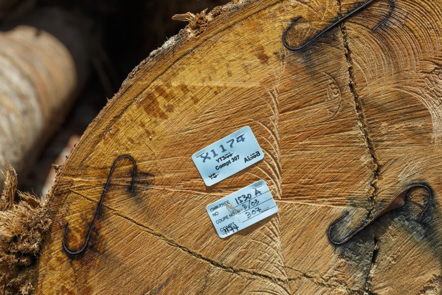 Tawau-District Sabah Logging-Camp-11