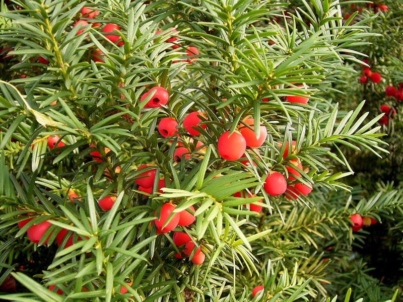 Taxus baccata 01 ies