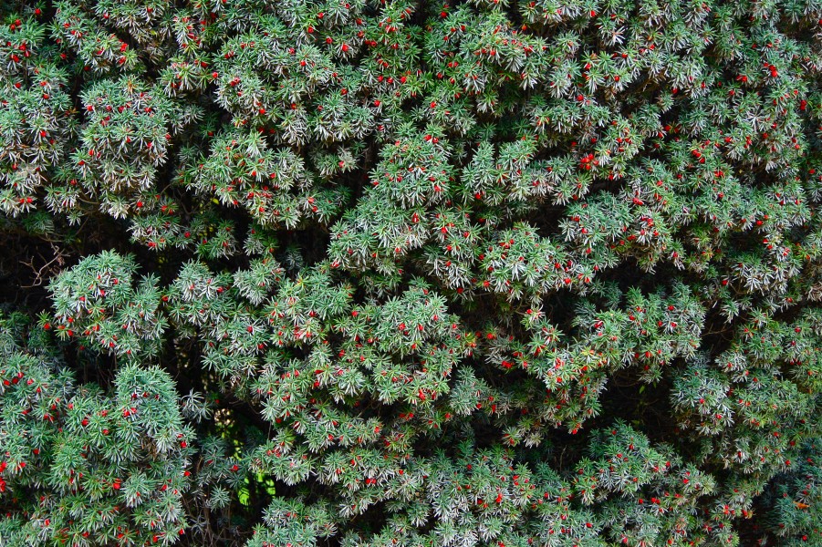 Taxus baccata L.'fastigiata' JdP