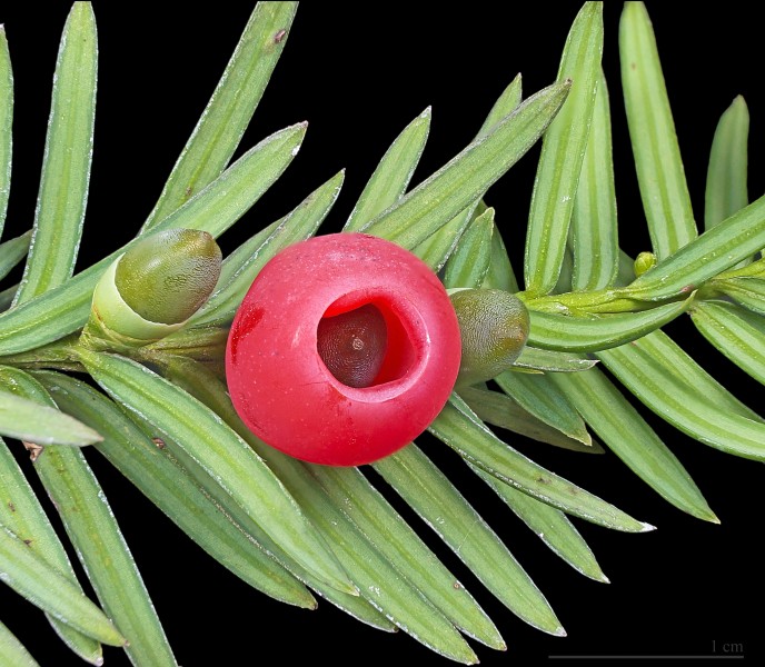 Taxus baccata MHNT