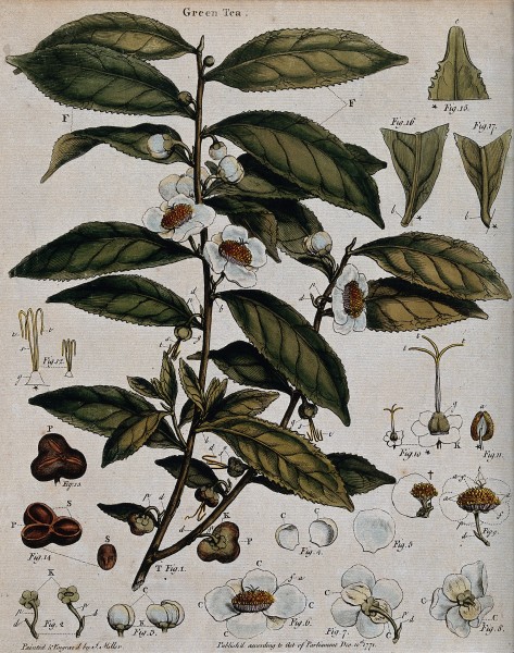 Tea plant (Camellia sinensis); flowering stem with sectioned Wellcome V0044086