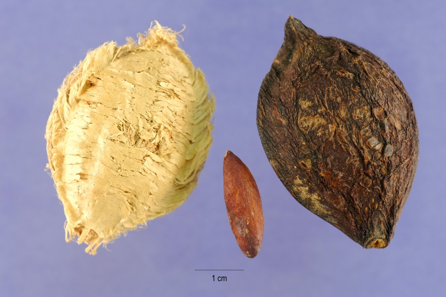 Teca 001
