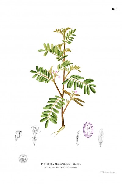 Tephrosia luzoniensis Blanco1.162