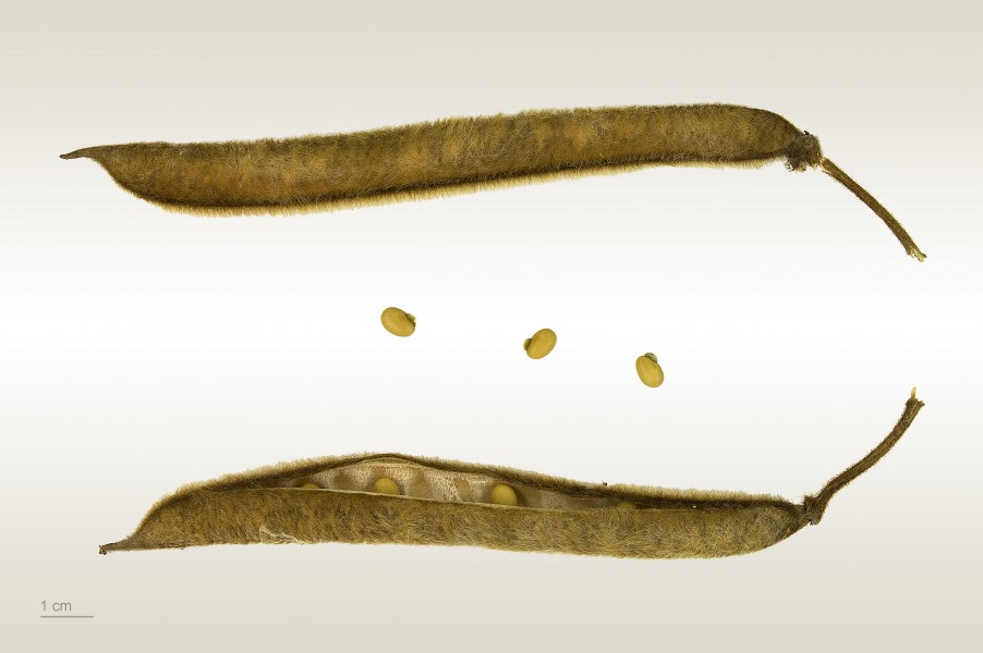 Tephrosia vogelii MHNT.BOT.2009.13.20