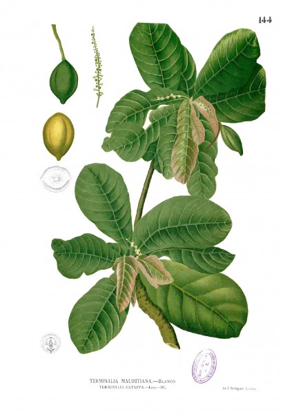 Terminalia catappa Blanco1.144