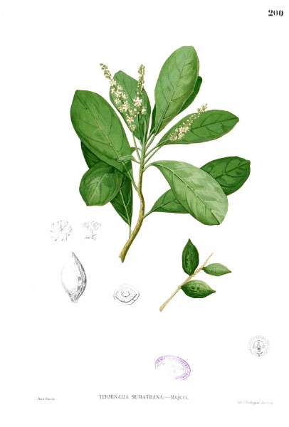 Terminalia sumatrana Blanco1.200