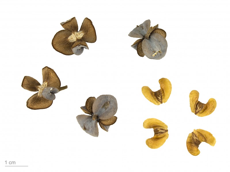 Tetraclinis articulata MHNT.BOT.2007.52.39
