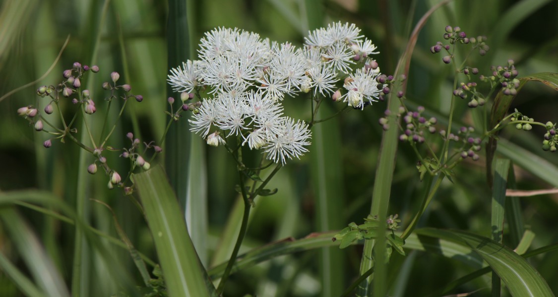Thalictrum aquilegiifolium var. intermedium (Mount Ibuki)