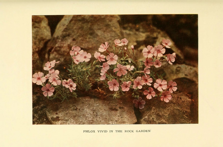 The book of hardy flowers (Plate 67) (6465809835)