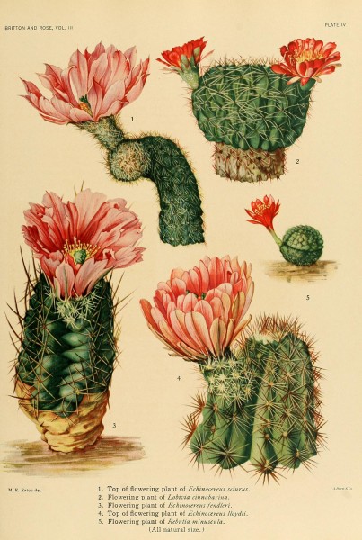 The Cactaceae (Plate IV) (8569079602)