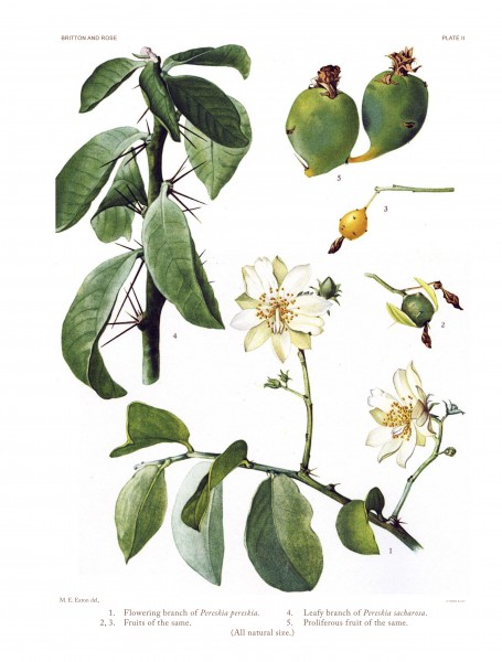 The Cactaceae Vol I, plate II