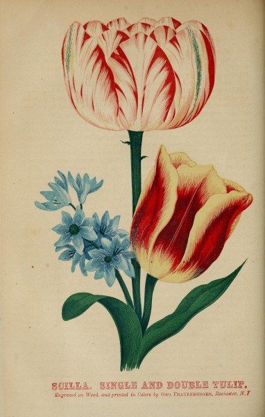 The California horticulturist and floral magazine (1870) (14783181765)