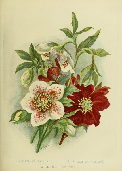 The century supplement to the dictionary of gardening, a practical and scientific encyclopaedia of horticulture for gardeners and botanists (1901) (14755276066)