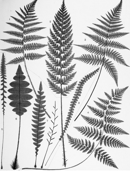 The ferns of New Zealand and its immediate dependencies, with directions for their collection and cultivation (1890) (20107383603)