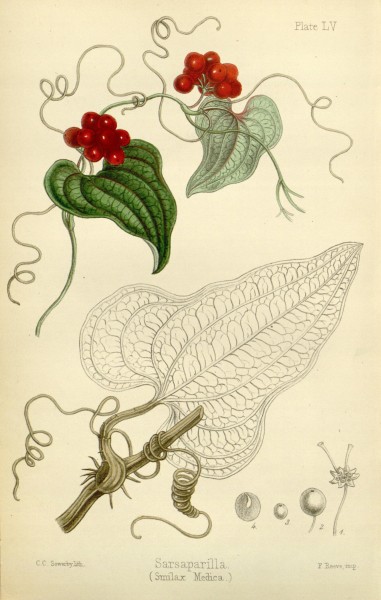 The flora homoeopathica (8261694186)