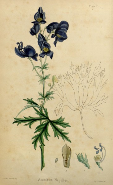 The flora homoeopathica (Plate I) BHL6163486