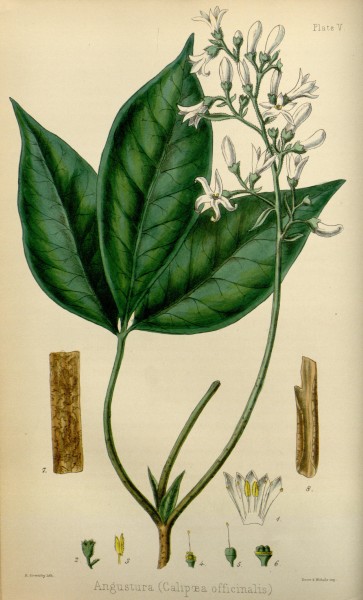 The flora homoeopathica (Plate V) BHL6163551