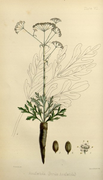 The flora homoeopathica (Plate VII) BHL6163567