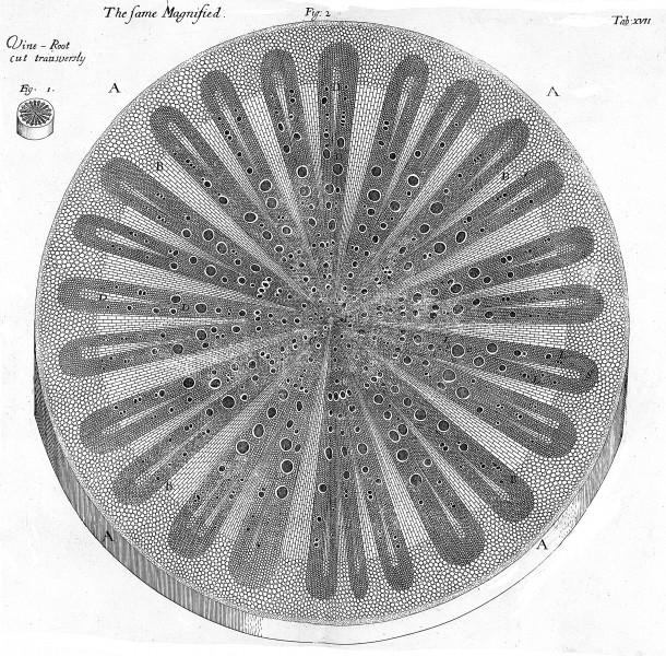 The vine root cut transversally. Wellcome M0010774