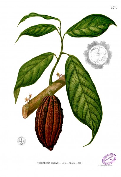 Theobroma cacao Blanco2.275