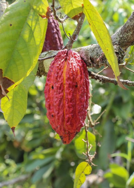 Theobroma cacao fruit