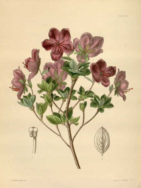 Therorhodion camtschaticum Paxton 022