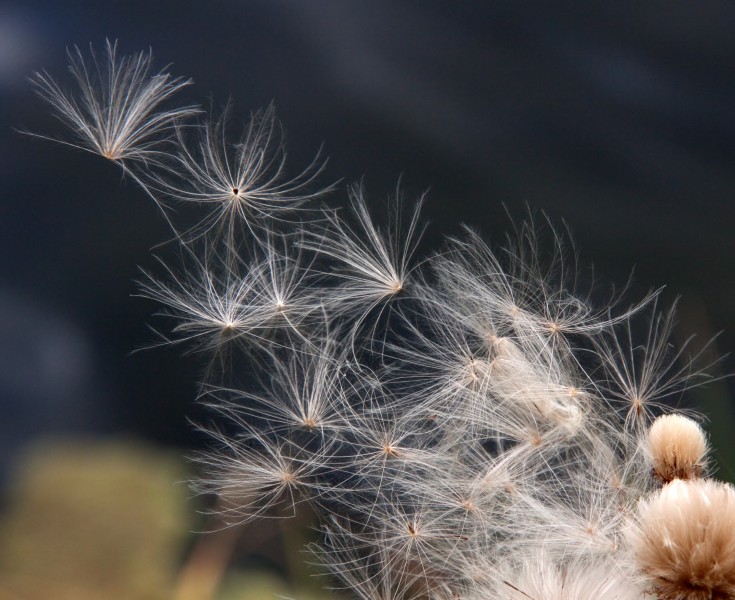 Thistle seeds (6002173218)
