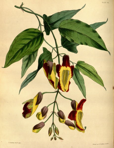 Thunbergia mysorensis Paxton 88