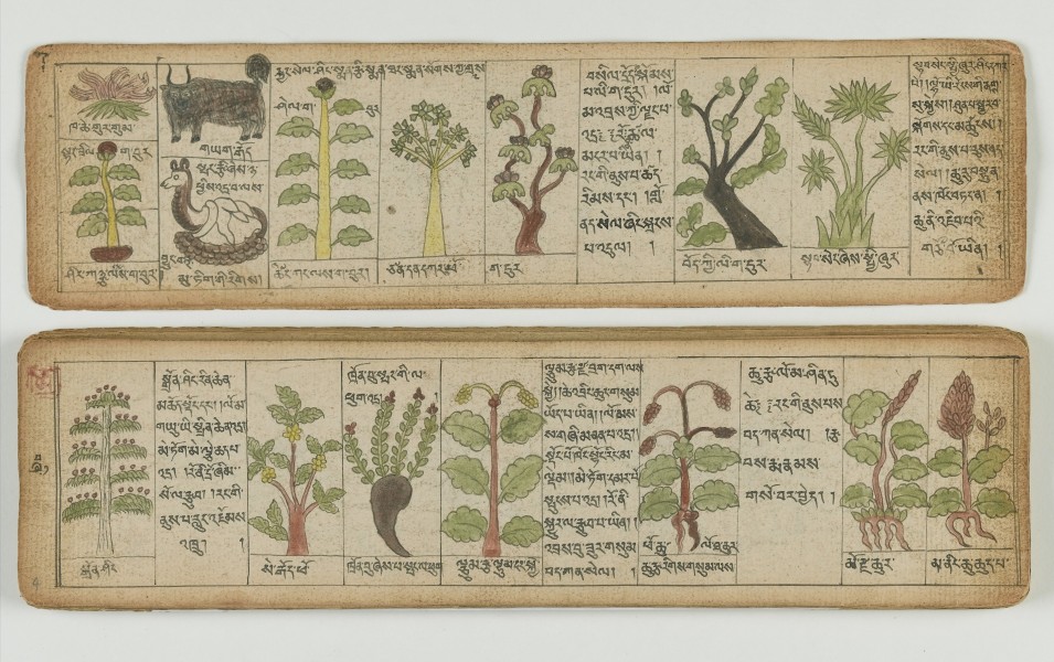 Tibetan plant Manuscript Wellcome L0041676