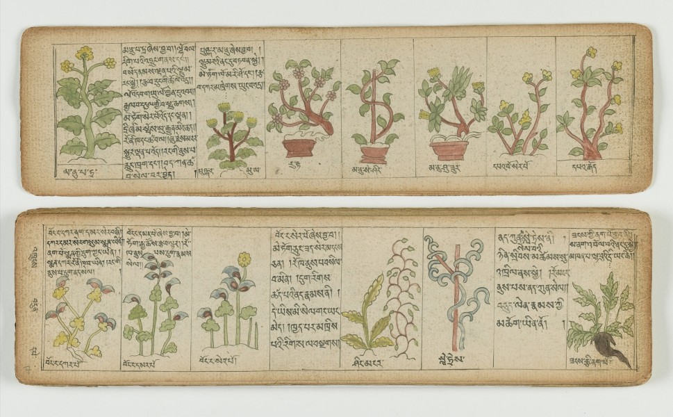 Tibetan plant Manuscript Wellcome L0041679