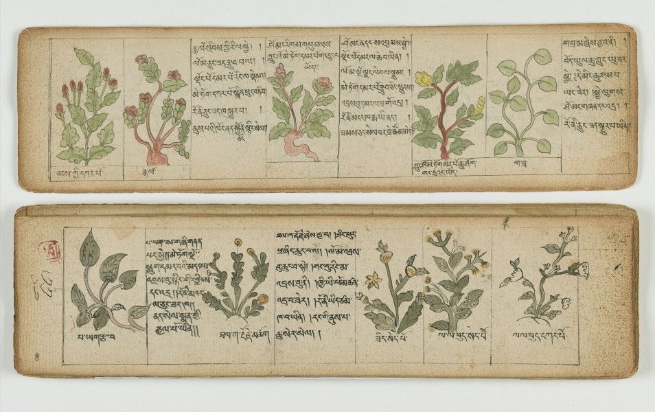 Tibetan plant Manuscript Wellcome L0041680