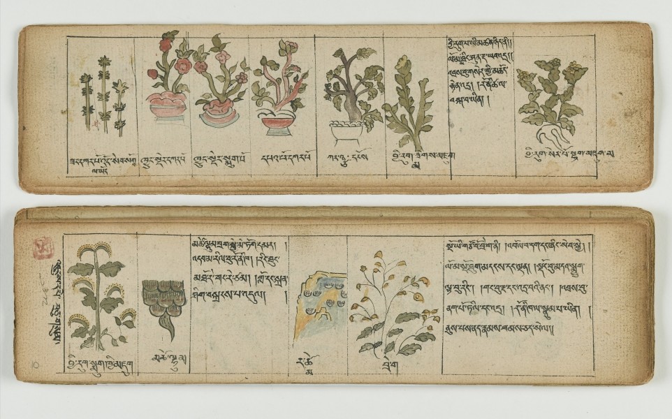 Tibetan plant Manuscript Wellcome L0041682