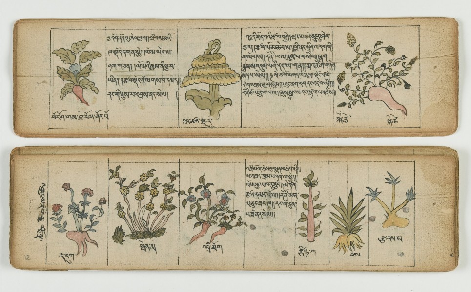 Tibetan plant Manuscript Wellcome L0041684