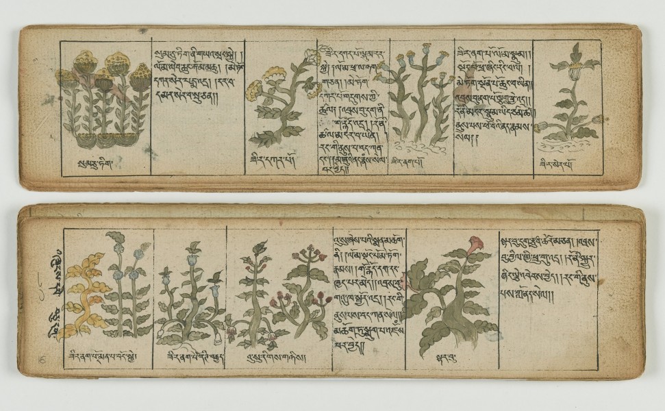 Tibetan plant Manuscript Wellcome L0041688