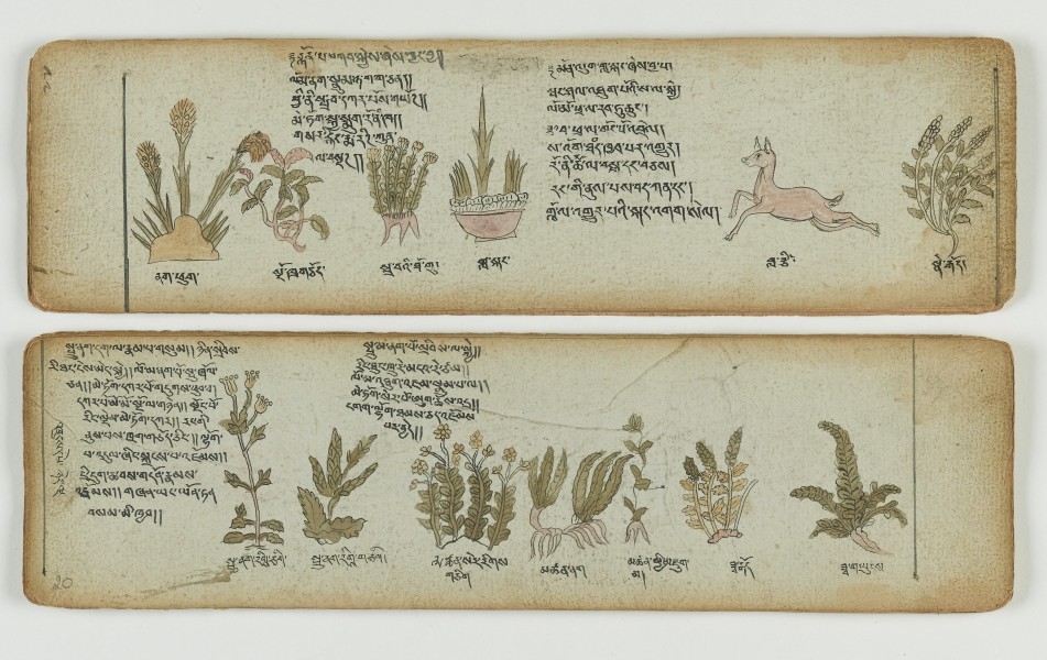 Tibetan plant Manuscript Wellcome L0041692
