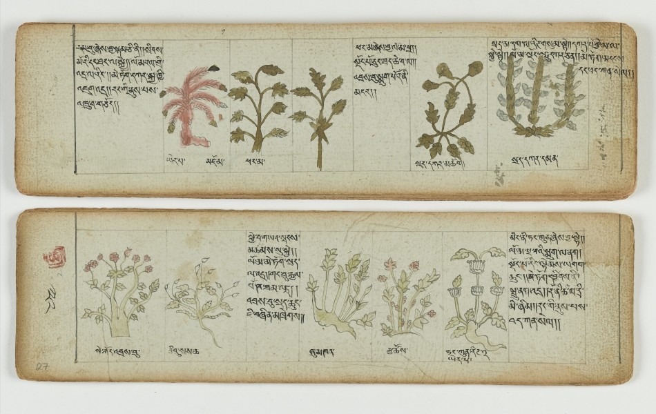Tibetan plant Manuscript Wellcome L0041699