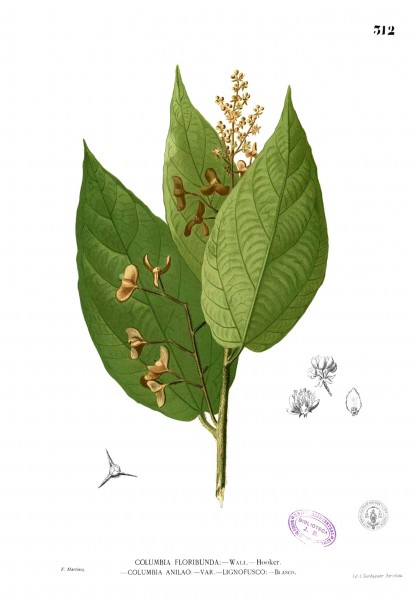Tiliaceae sp Blanco2.312