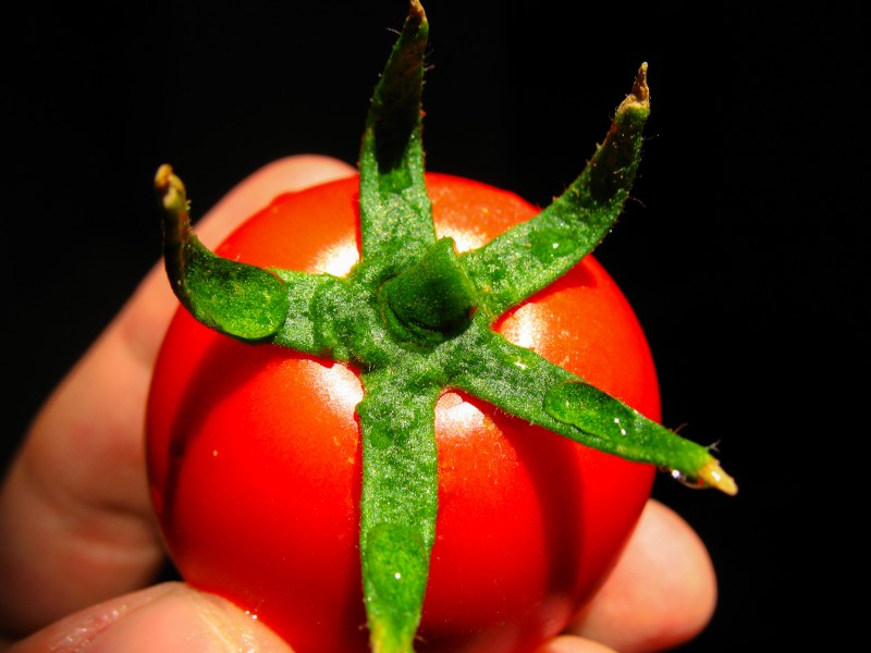 Tomato گوجه فرنگی 04