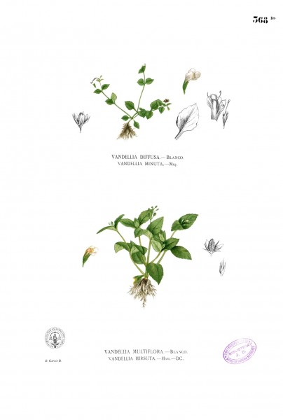 Torenia spp Blanco2.369